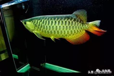 養龍魚|養龍魚常見的問題，新手養龍問題專區。魚缸尺寸？養龍水溫？如。